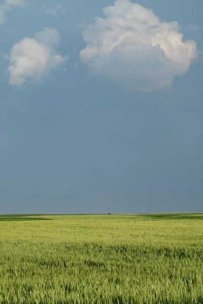 Escena Rural Plantas Trigo Verde Campo Con Nubes Tormentosas Enfoque — Foto de Stock