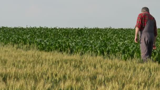 农民或农艺师在田间 春季4K 片中对玉米和小麦植株质量的检测 — 图库视频影像