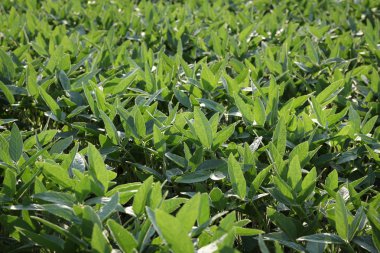 Tarım, soya fasulyesi alan yeşil ekili ilkbahar geç veya erken yaz, seçici odak