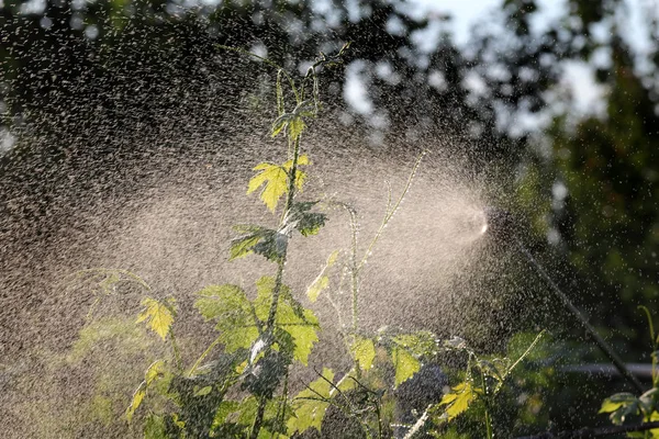 Pulverização Plantas Uva Vinha Primavera Início Verão Proteção Plantas Trabalho — Fotografia de Stock