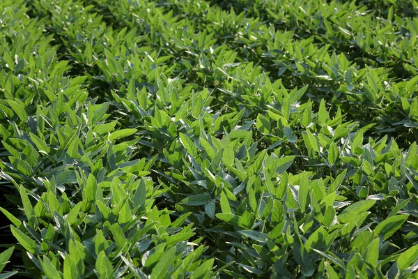 Agricoltura Campo Coltivato Soia Verde Fine Primavera Inizio Estate Focus — Foto Stock