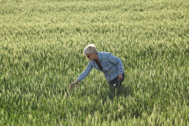 Kadın çiftçi ya da tarımcı tarladaki yeşil buğdayın kalitesini tablet ve bahar zamanı kullanarak denetliyor