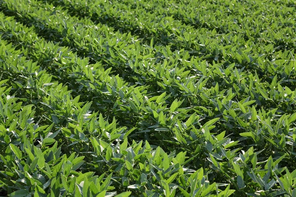 Rolnictwo Zielony Soy Bean Pole Uprawiane Późną Wiosną Lub Wczesnym — Zdjęcie stockowe
