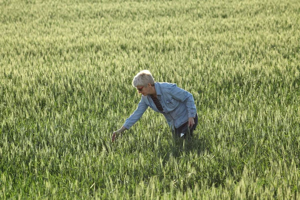 Vrouwelijke Landbouwer Agronomist Inspecteert Kwaliteit Van Groene Tarwe Het Veld — Stockfoto