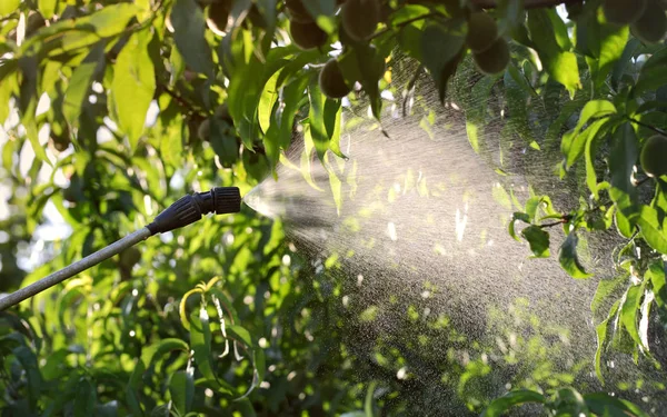Sprutning Persika Frukt Fungerar Växter Orchard Våren Eller Försommaren Växtskyddsmedel — Stockfoto