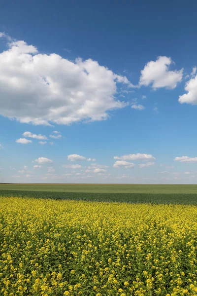 Agriculture Canola Fleurs Champ Blé Vert Cultivé Printemps Avec Ciel — Photo