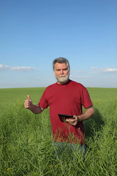 Agronomista Agricultor Examinando Campo Canola Verde Planta Colza Primavera Gesticulando — Fotografia de Stock