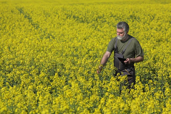 农艺师或农夫检查开花的油菜田 油菜籽植物使用片剂 — 图库照片