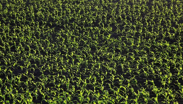 Rangées Jeunes Plants Maïs Vert Dans Champ Coucher Soleil Printemps — Photo