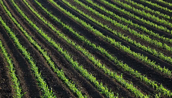 Rijen Van Jonge Groene Maïs Planten Veld Voorjaar Zonsondergang Hoge — Stockfoto