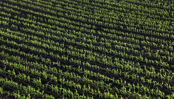 Righe Giovani Piante Mais Verdi Campo Tramonto Primaverile Vista Alto — Foto Stock