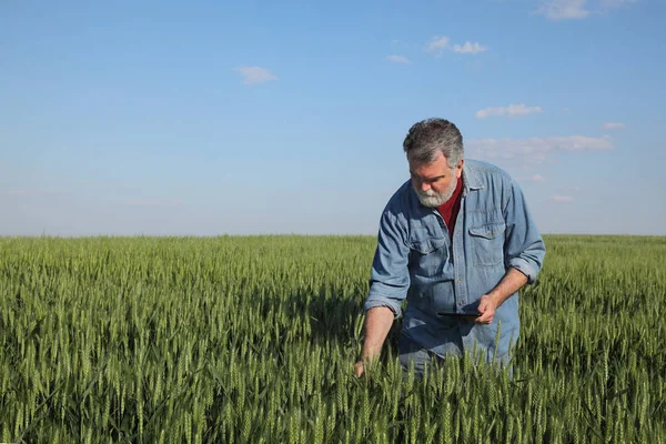 Agricultor Agrônomo Que Inspeciona Qualidade Trigo Início Primavera Usando Comprimido — Fotografia de Stock