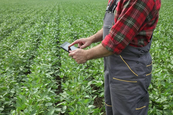 Agricultor Agrônomo Campo Examinando Plantas Soja Verde Usando Tablet — Fotografia de Stock