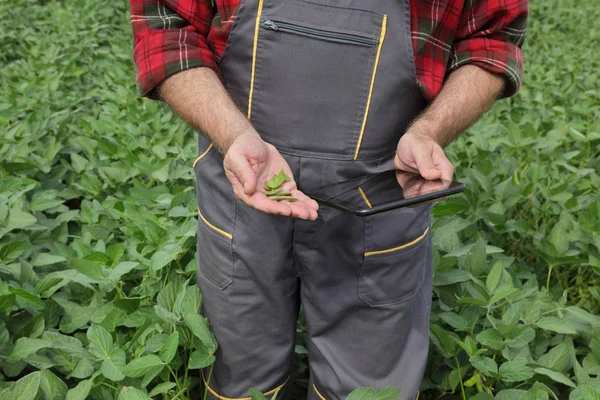 Farmer Agronomist Field Examining Green Soybean Crop Plants Using Tablet — Stock Photo, Image