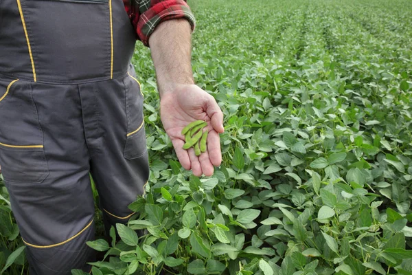 農家や農学フィールド クローズ アップ手と作物の緑大豆植物を調べる — ストック写真