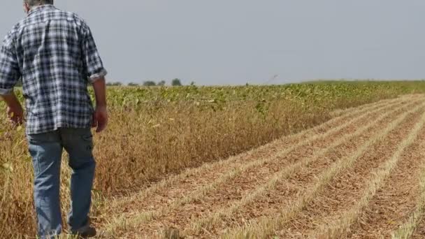 Rolnik Lub Agronom Badanie Pola Roślin Soi Późnym Latem Materiału — Wideo stockowe