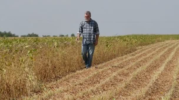 Фермер Або Агроном Вивчають Родовища Сої Наприкінці Літа Кадри — стокове відео