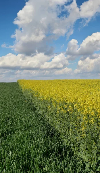 Landbouw Bloeiende Koolzaad Groene Gecultiveerde Tarweveld Het Voorjaar Met Blauwe — Stockfoto