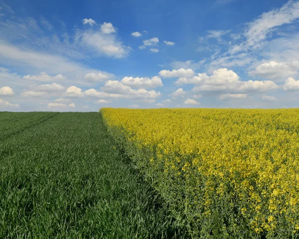 青い空と白い雲と春に麦畑を耕作農業 開花キャノーラとグリーン — ストック写真