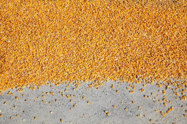 Yığın hasat asfalt, sonra Mısır mahsulünün