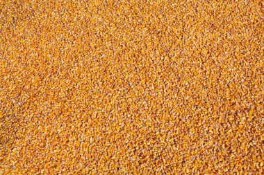 Mısır arka plan, Mısır mahsulünün harves sonra yığın