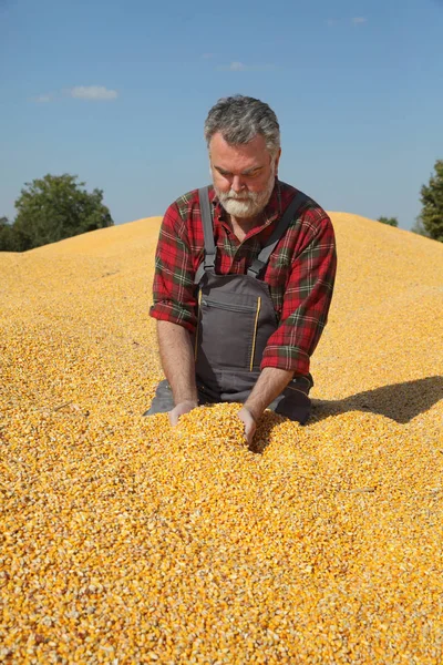 Maisernte Landwirt Auf Einem Haufen Getreideanbau Und Ausgießen Von Samen — Stockfoto