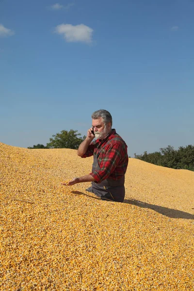 Colheita Milho Agricultor Pilha Sementes Exploração Mão Falando Por Telefone — Fotografia de Stock