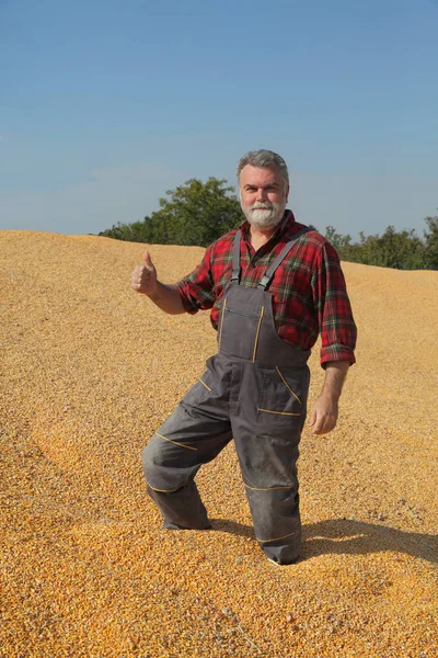 Cosecha Maíz Agricultor Montón Cultivos Haciendo Gestos Con Pulgar Hacia — Foto de Stock