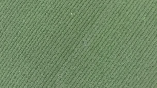 Aerial Footage Green Soybean Field Rotation — Stock Video