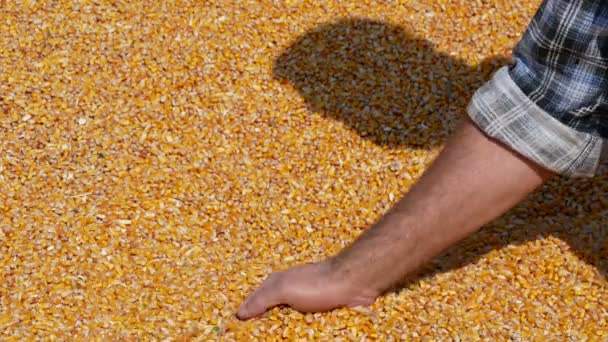Sklizeň kukuřice, farmář na hromadu plodin hospodářství a nalévání semen, Detailní záběr ruky