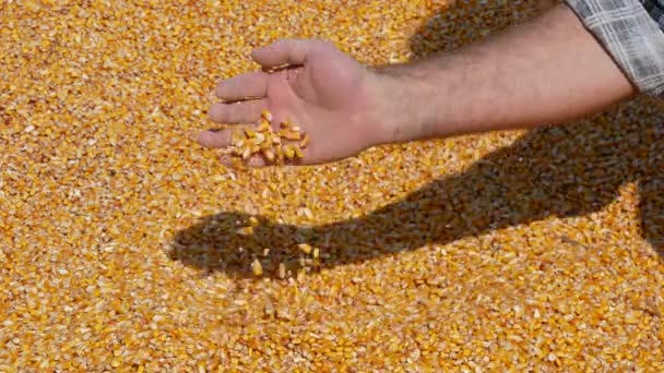 玉米收获 农夫在堆庄稼举行和倾吐的种子 手特写 — 图库视频影像