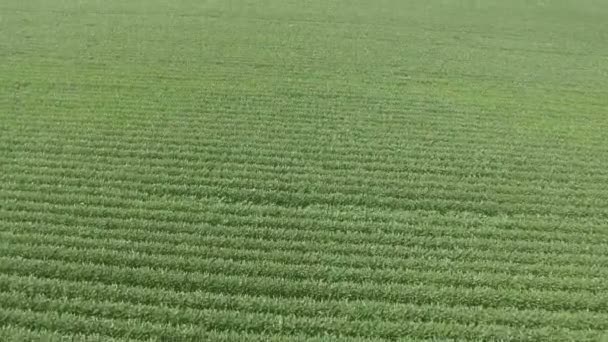 Filmato Aereo Del Campo Soia Verde Primavera Con Movimento Drone — Video Stock