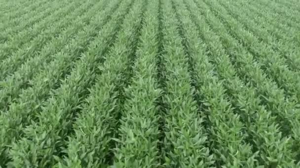 ドローンの動きで春の緑の大豆畑の空中映像 — ストック動画