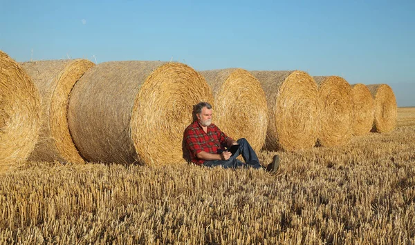 Фермер Агроном Пшеничном Поле После Сбора Урожая Изучает Тюк Солому — стоковое фото