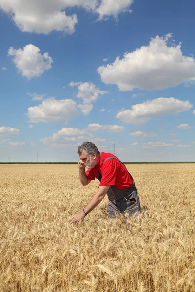 Çiftçi Veya Kalite Alanındaki Buğday Bitkisinin Teftiş Cep Telefonuyla Konuşan — Stok fotoğraf
