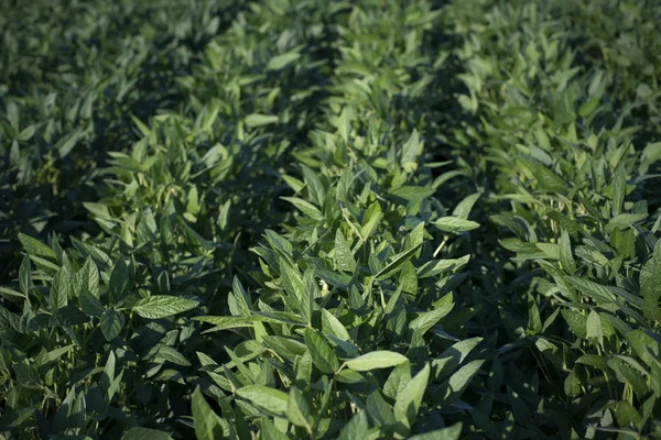 Agricoltura Campo Coltivato Soia Verde Fine Primavera Inizio Estate Focus — Foto Stock