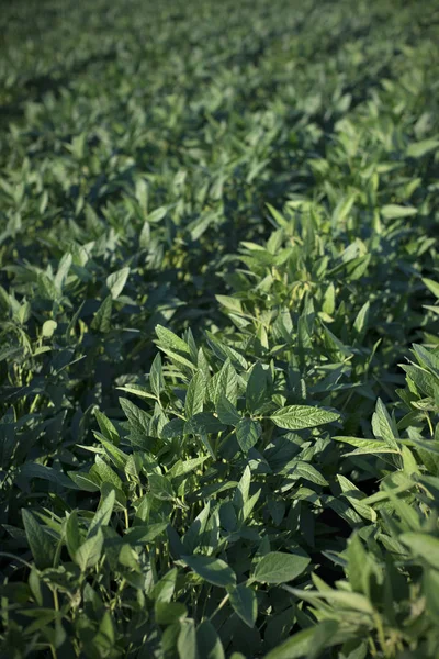 Agricoltura Campo Coltivato Soia Verde Fine Primavera Inizio Estate Focus — Foto Stock