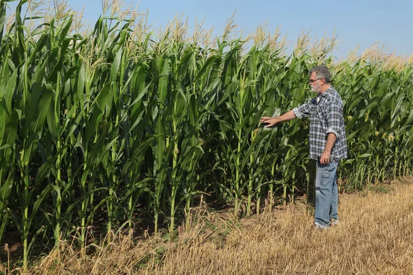 Фермер Агроном Проверяет Качество Кукурузных Растений Поле Начале Лета — стоковое фото