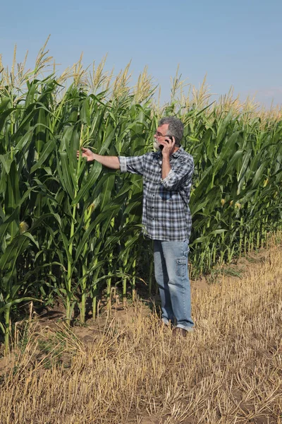 Фермер Агроном Проверяющий Качество Кукурузных Растений Полевых Условиях Использующий Мобильный — стоковое фото