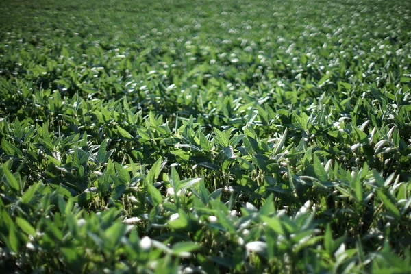 Landwirtschaft Grüne Sojabohnenfelder Späten Frühjahr Oder Frühsommer Selektiver Fokus — Stockfoto