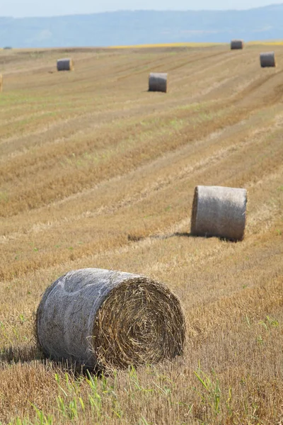 Пшеничное Поле После Сбора Урожая Тюк Соломы Ранняя Летняя Сельскохозяйственная — стоковое фото