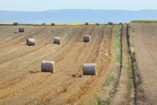 Buğday Alan Hasat Bale Haddelenmiş Saman Yaz Başında Tarım Sahne — Stok fotoğraf