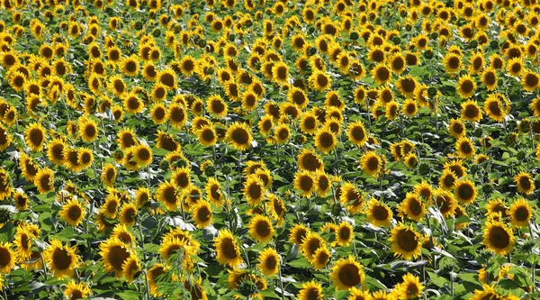 Fioritura Piante Girasole Campo Agricoltura All Inizio Dell Estate Focus — Foto Stock