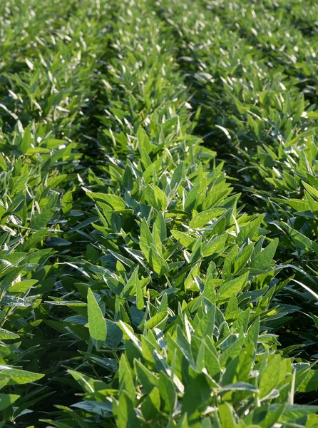 Agricoltura Campo Coltivato Soia Verde Fine Primavera Inizio Estate Focus — Foto Stock