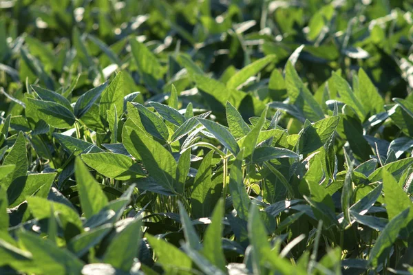 Agricoltura Campo Coltivato Soia Verde Fine Primavera Inizio Estate Focus — Foto Stock