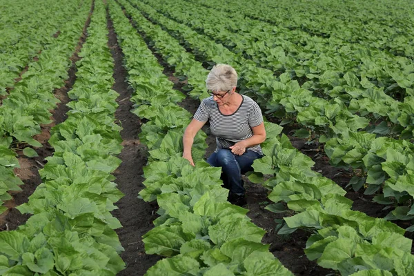 Samice Zemědělce Nebo Agronom Zelené Slunečnicová Pole Vyšetřující Kvalitě Rostlin — Stock fotografie