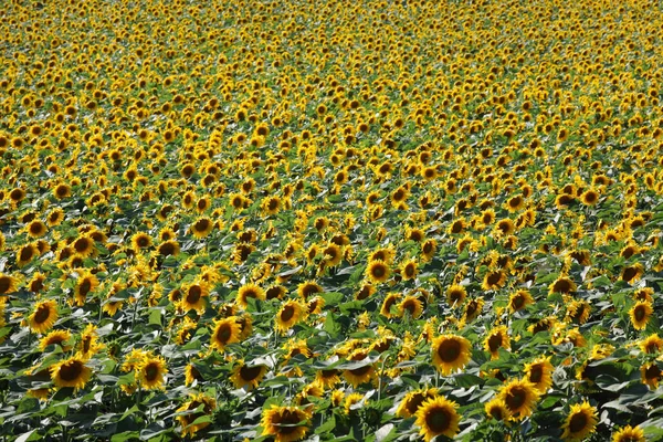 开花向日葵植物在田间 农业在初夏 选择性聚焦 — 图库照片
