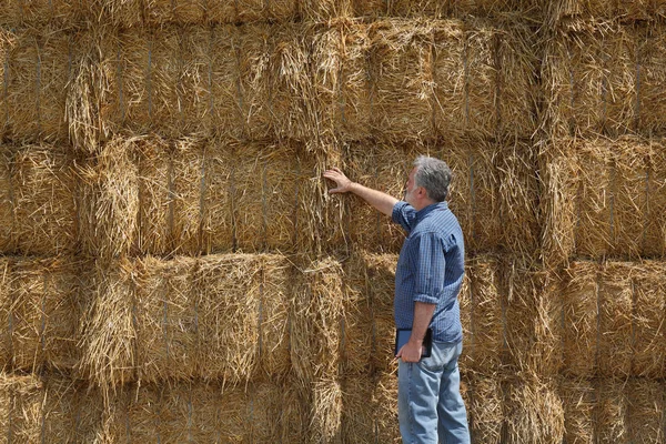 Fermier Sau Agronomist Care Examinează Balotul Paie Ambalată Grămadă Mare — Fotografie, imagine de stoc