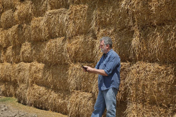 Фермер Або Агроном Вивчають Тюк Упакованої Соломи Великій Купу Пшеничному — стокове фото