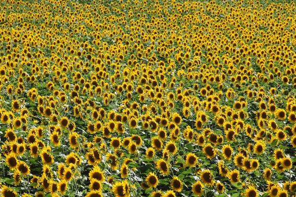 Blühende Sonnenblumenpflanzen Auf Dem Feld Landwirtschaft Frühsommer Selektiver Fokus — Stockfoto